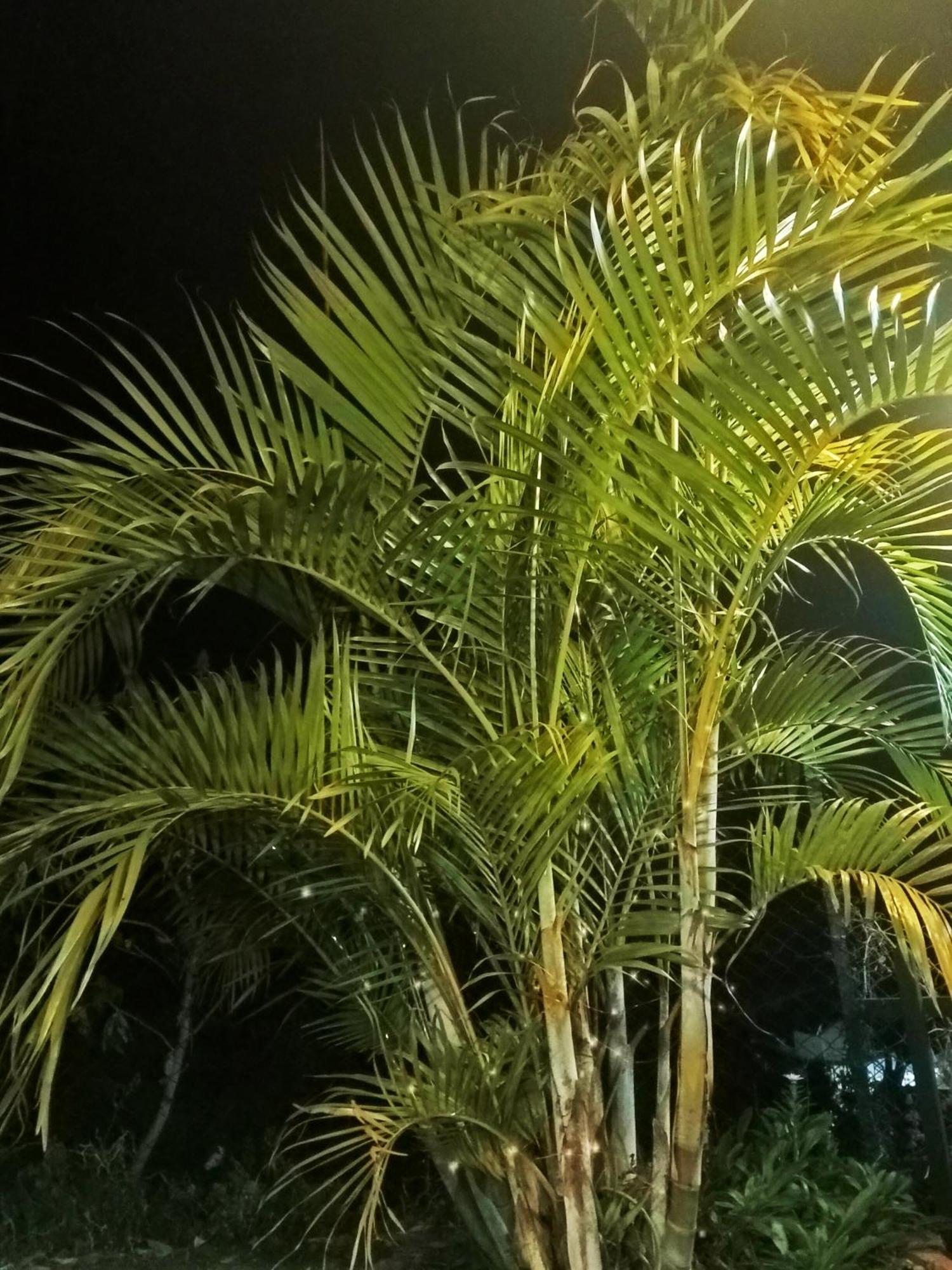Kodai Vintage Stay Kodaikanal Ngoại thất bức ảnh